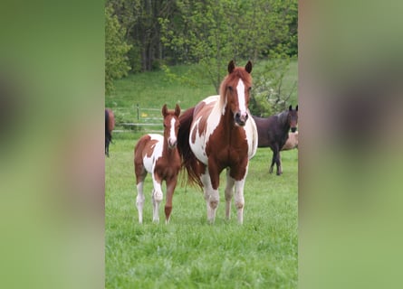 Paint Horse, Merrie, 9 Jaar, 152 cm, Donkere-vos