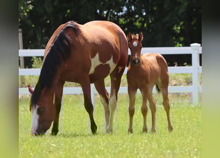 Paint Horse Mix, Merrie, Veulen (05/2025), 150 cm, Bruin
