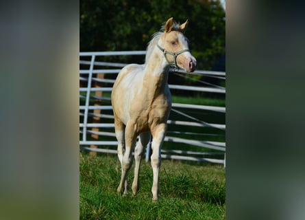 Paint Horse, Merrie, veulen (05/2023), 150 cm, Champagne
