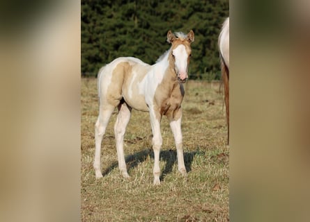 Paint Horse, Merrie, Veulen (05/2025), 155 cm, Tobiano-alle-kleuren