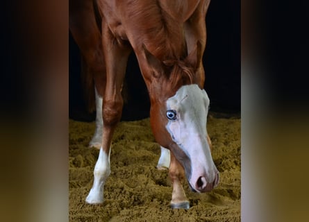 Paint Horse, Merrie, Veulen (02/2025), 155 cm, Vos