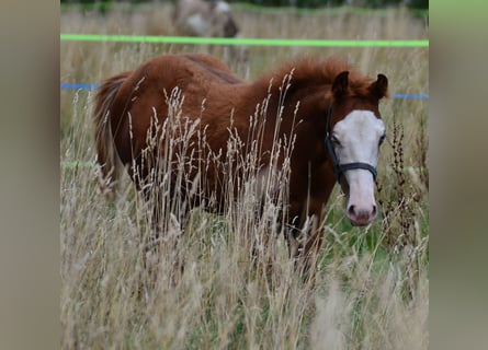 Paint Horse, Merrie, Veulen (02/2025), 155 cm, Vos