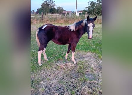 Paint Horse, Merrie, veulen (04/2024), Tobiano-alle-kleuren