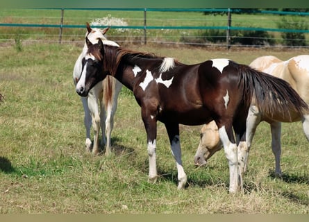 Paint Horse, Ogier, 1 Rok, 150 cm, Tobiano wszelkich maści