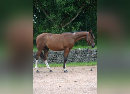 Paint Horse, Ogier, 3 lat, 150 cm, Srokata