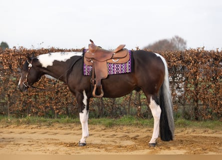 Paint Horse, Ogier, 5 lat, 158 cm, Tobiano wszelkich maści