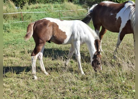 Paint Horse, Ogier, Źrebak (04/2024), 152 cm, Tobiano wszelkich maści