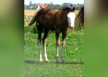 Paint Horse, Ogier, Źrebak (05/2023), 155 cm, Overo wszelkich maści