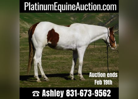 Paint Horse, Ruin, 10 Jaar, 155 cm, Tobiano-alle-kleuren