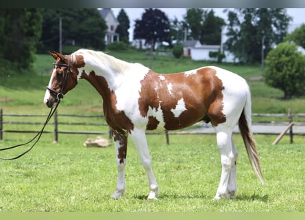Paint Horse, Ruin, 11 Jaar, 160 cm, Gevlekt-paard