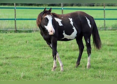 Paint Horse, Ruin, 1 Jaar, 150 cm, Overo-alle-kleuren