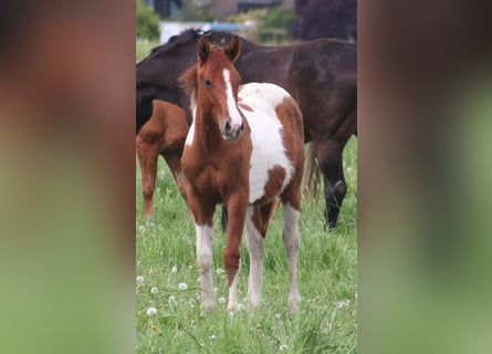 Paint Horse, Ruin, 2 Jaar, 154 cm, Donkere-vos