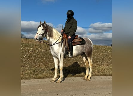 Paint Horse Mix, Ruin, 3 Jaar, 153 cm, Gevlekt-paard