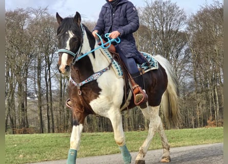 Paint Horse, Ruin, 5 Jaar, 156 cm, Gevlekt-paard