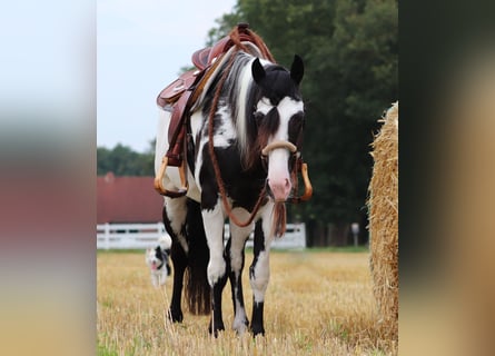 Paint Horse Mix, Ruin, 6 Jaar, 153 cm, Overo-alle-kleuren