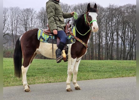 Paint Horse Mix, Ruin, 7 Jaar, 142 cm, Gevlekt-paard