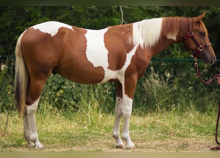 Paint Horse, Semental, 1 año, 140 cm, Tobiano-todas las-capas