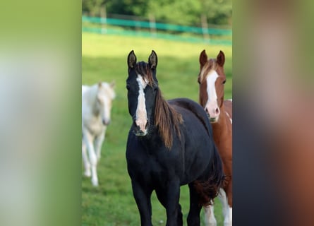 Paint Horse, Semental, 1 año, 150 cm, Negro