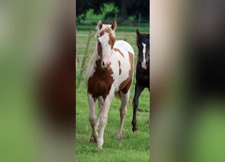 Paint Horse, Semental, 1 año, 150 cm, Tovero-todas las-capas