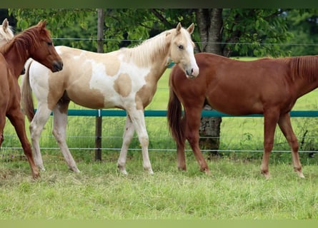 Paint Horse, Semental, 1 año, 153 cm, Tobiano-todas las-capas