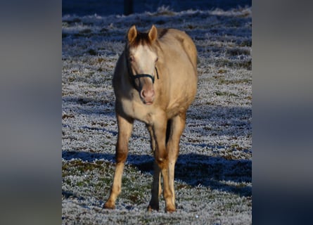 Paint Horse, Semental, 1 año, 155 cm, Champán