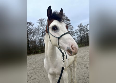 Paint Horse, Semental, 1 año, 158 cm, Tovero-todas las-capas