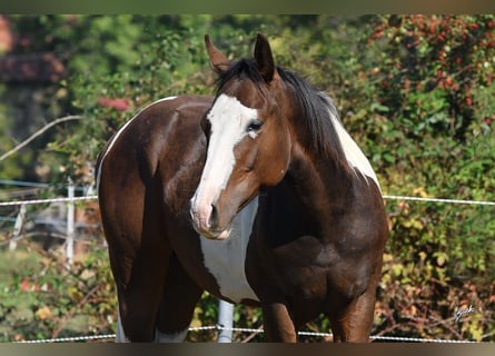 Paint Horse, Semental, 2 años, 145 cm, Tobiano-todas las-capas