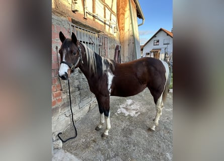 Paint Horse, Semental, 4 años, 150 cm, Tobiano-todas las-capas