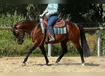 Paint Horse, Semental, 5 años, 152 cm, Castaño