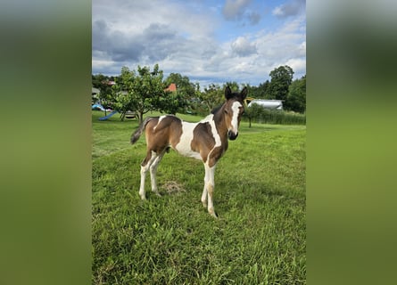 Paint Horse Mestizo, Semental, Potro (06/2024), 152 cm, Tobiano-todas las-capas