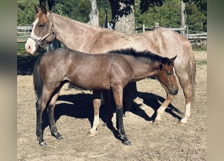 Paint Horse, Semental, Potro (04/2025), 153 cm, Porcelana