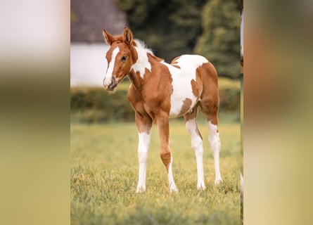 Paint Horse, Semental, Potro (04/2023), 154 cm, Alazán-tostado