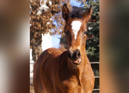 Paint Horse Mestizo, Semental, , 155 cm, Castaño