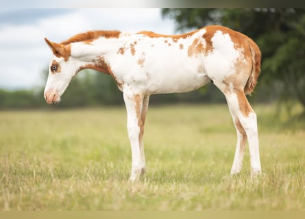 Paint Horse, Semental, Potro (04/2024), 158 cm, Overo-todas las-capas