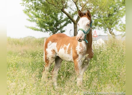 Paint Horse, Semental, Potro (01/2023), 160 cm, Pío
