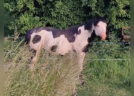 Paint Horse, Stallion, 10 years, 15,1 hh, Overo-all-colors