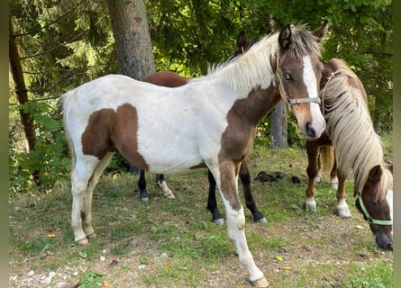 Paint Horse Mix, Stallion, 1 year, 14.2 hh