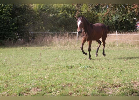 Paint Horse, Stallion, 1 year, 14.3 hh, Brown