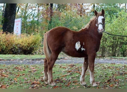 Paint Horse Mix, Stallion, 1 year, 14.3 hh, Overo-all-colors