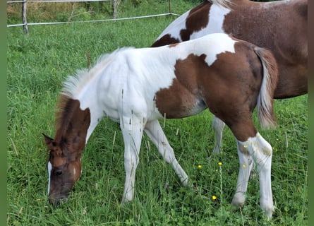 Paint Horse, Stallion, 1 year, 14,3 hh, Pinto