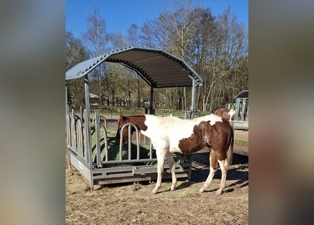 Paint Horse, Stallion, 1 year, 14.3 hh, Pinto