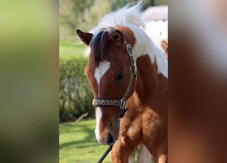 Paint Horse, Stallion, 1 year, 14.3 hh, Tobiano-all-colors