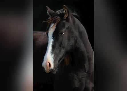Paint Horse, Stallion, 1 year, 14,2 hh, Black
