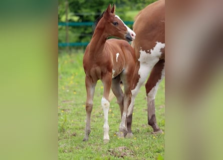 Paint Horse, Stallion, 1 year, 14,2 hh, Overo-all-colors