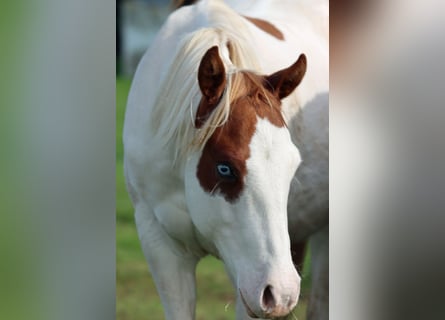 Paint Horse, Stallion, 1 year, 14,2 hh, Overo-all-colors