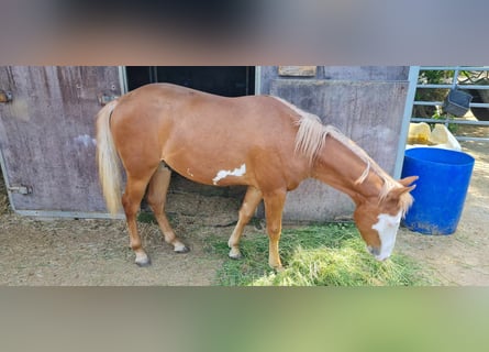 Paint Horse, Stallion, 1 year, 14,3 hh, Chestnut-Red