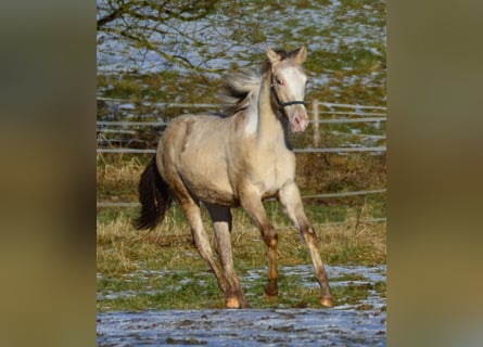 Paint Horse, Stallion, 1 year, 15 hh, Champagne