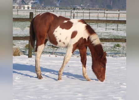 Paint Horse, Stallion, 1 year, 15 hh, Chestnut