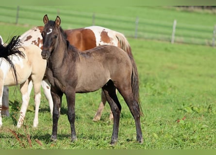 Paint Horse, Stallion, 1 year, 15 hh, Grullo