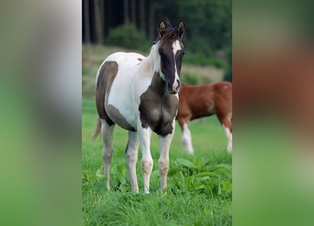 Paint Horse, Stallion, 1 year, 15 hh, Grullo